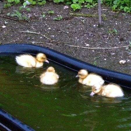 Apartamento No.5 - Schkade Kleingiesshubel